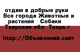 отдам в добрые руки - Все города Животные и растения » Собаки   . Тверская обл.,Тверь г.